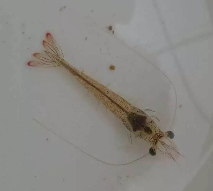 高溫多雨天氣，白蝦養(yǎng)殖需要注意哪些問題